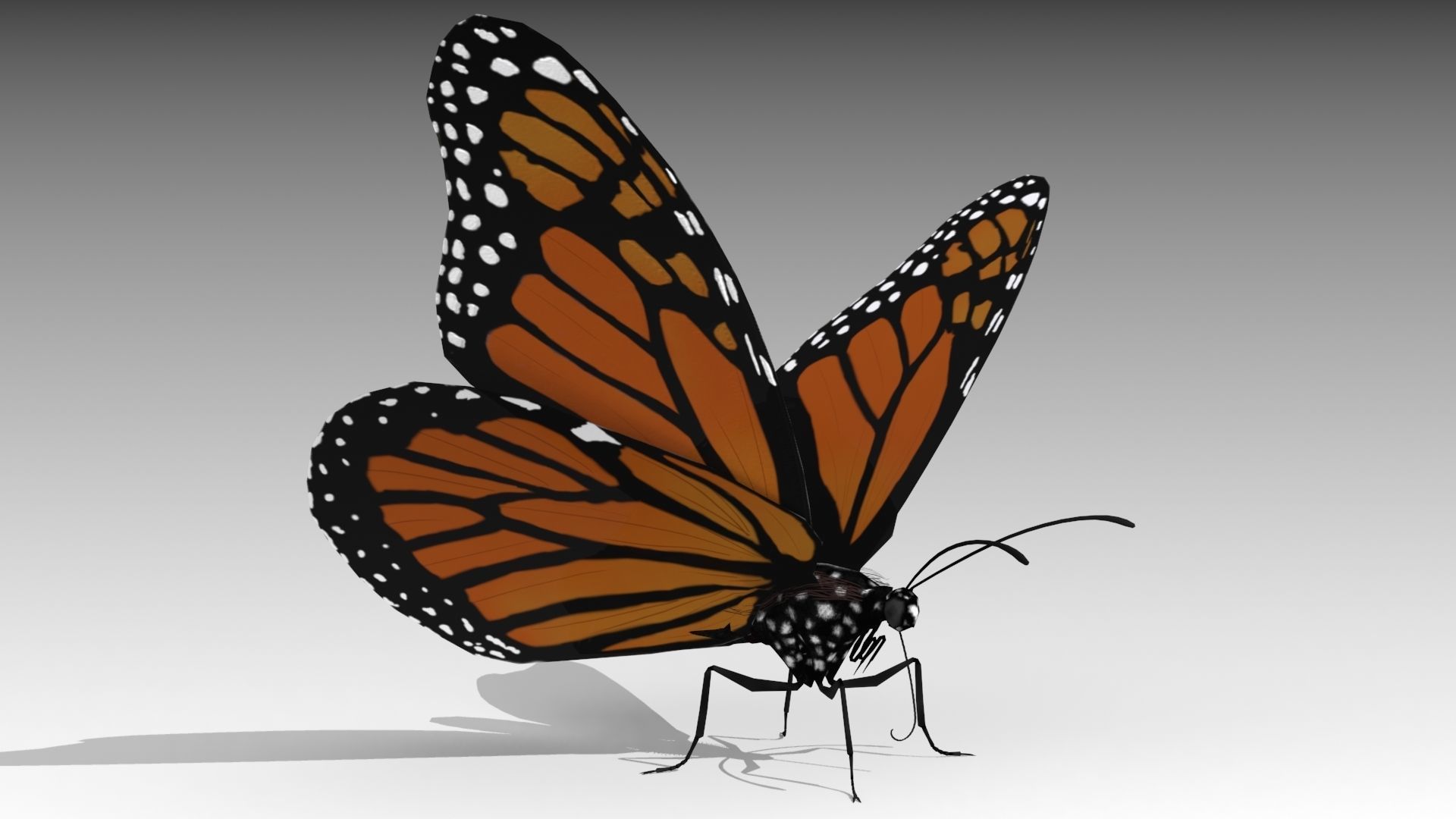 Monarch butterfly Low-poly 3D model_3