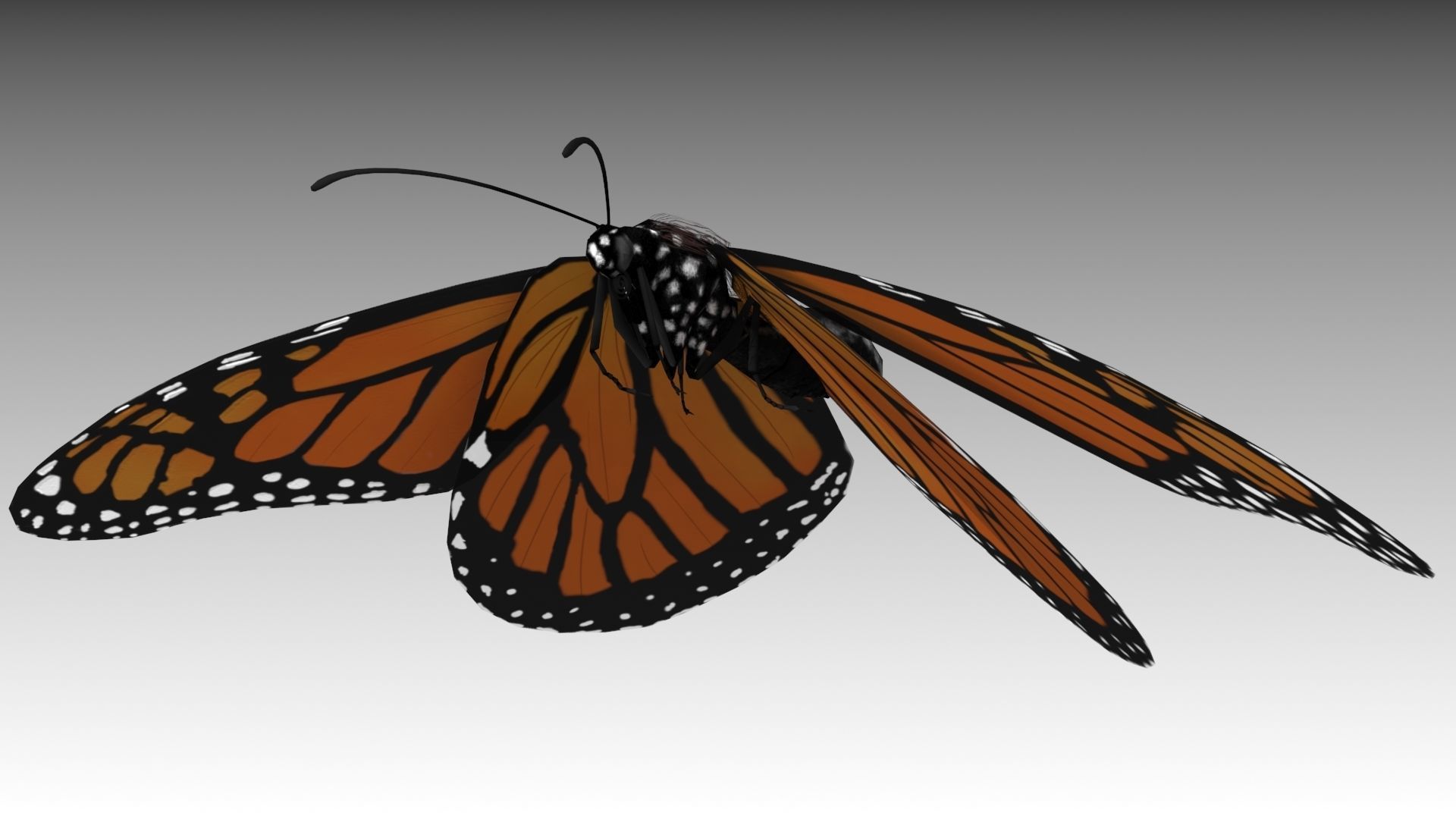Monarch butterfly Low-poly 3D model_7