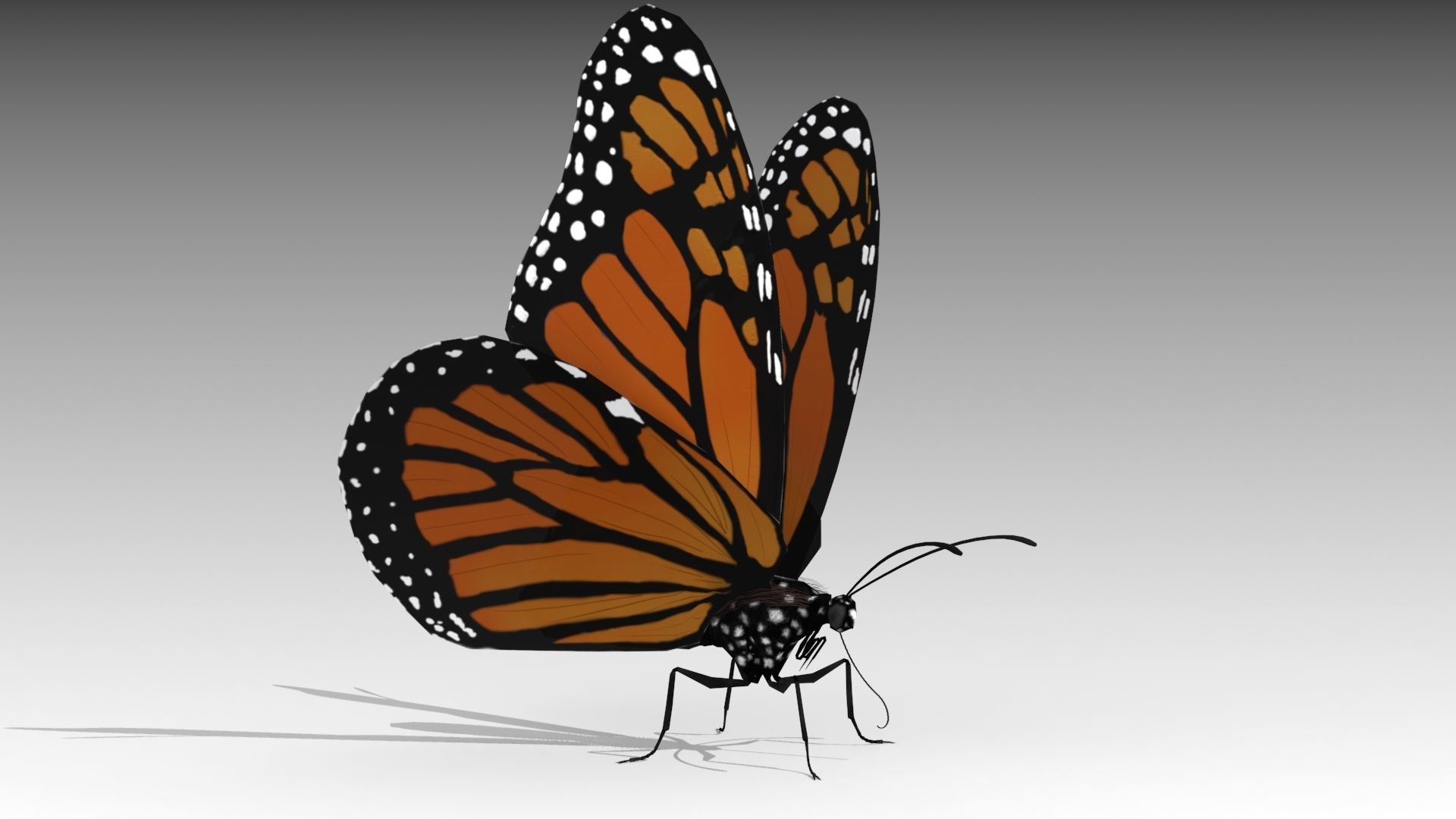 Monarch butterfly Low-poly 3D model_5