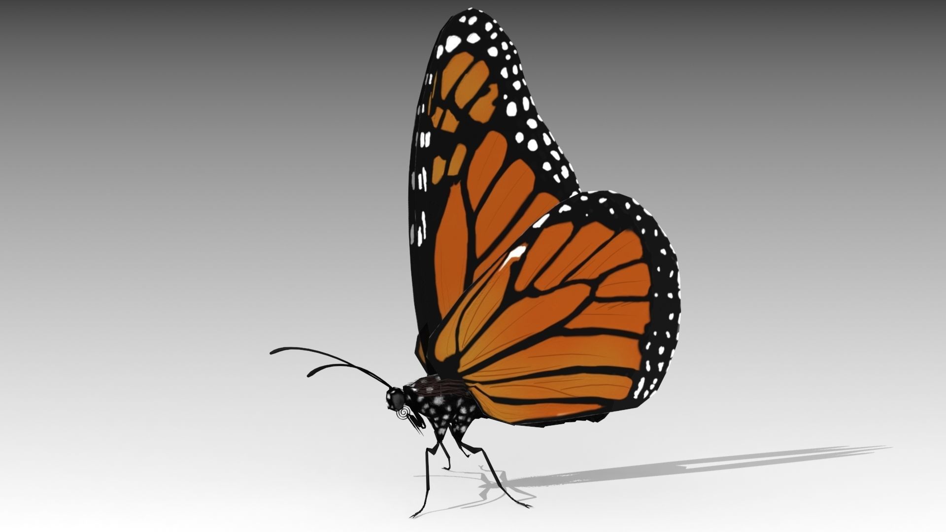 Monarch butterfly Low-poly 3D model_6