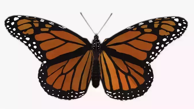 Monarch butterfly Low-poly 3D model