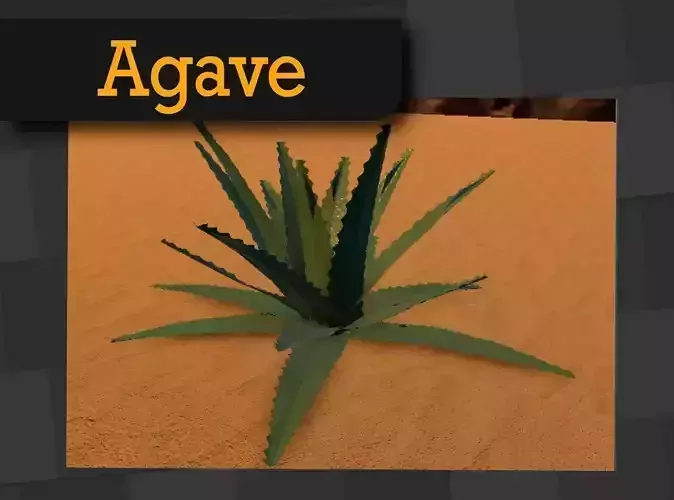 American Agave