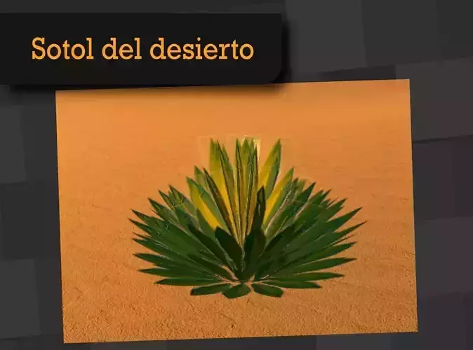 Sotol Desert Mexican Plant