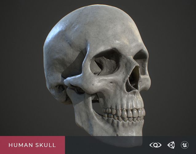 Human Skull Low-poly 3D model