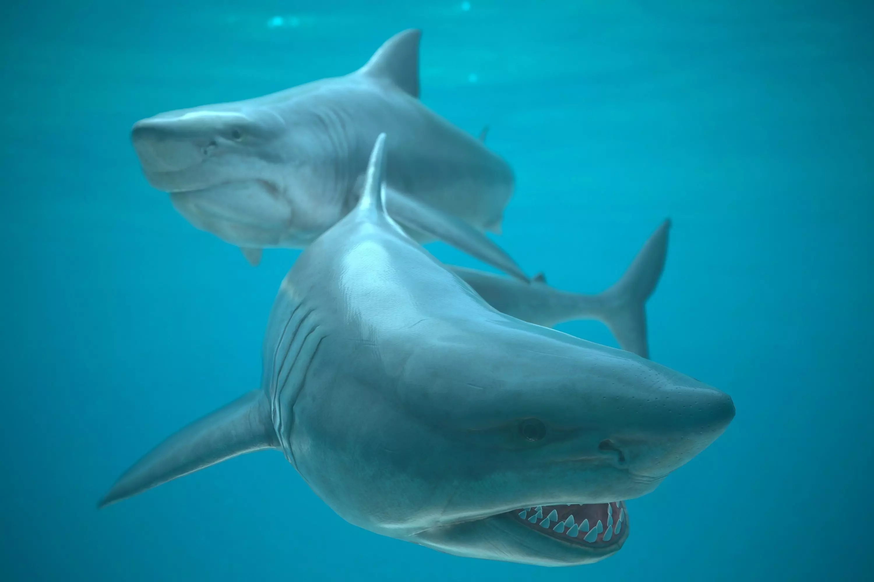 Shark two sharks swimming in ocean Low-poly 3D model