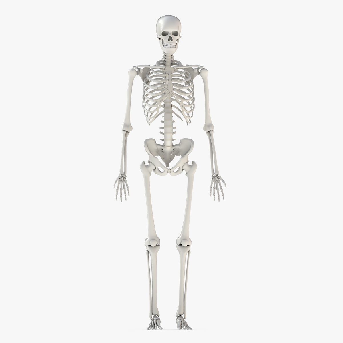 Human Skeleton Model 3d Low-poly 3D model_3