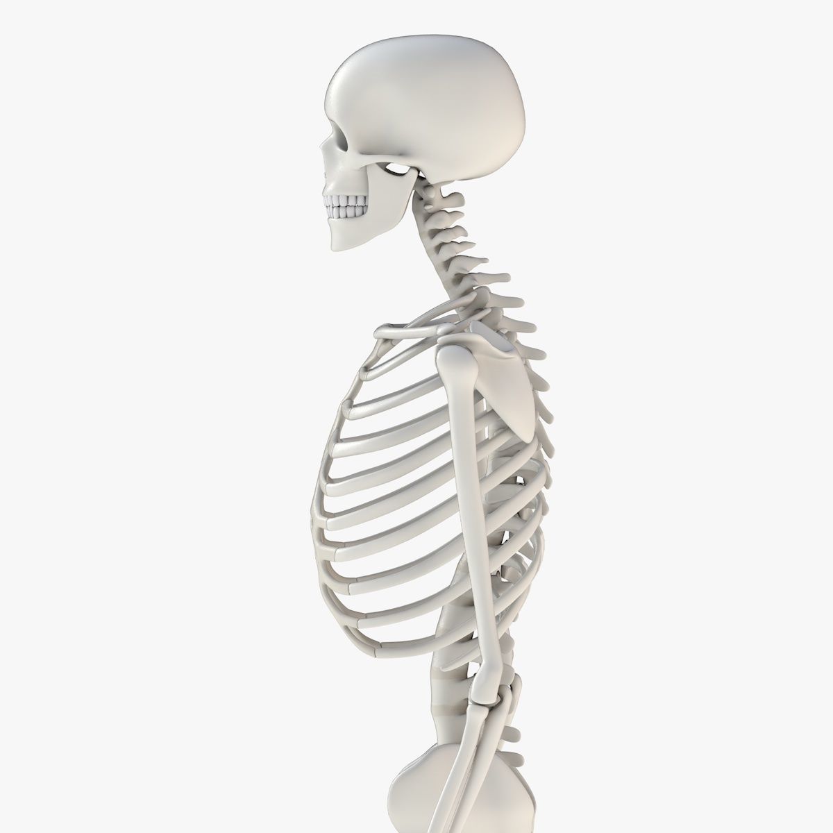 Human Skeleton Model 3d Low-poly 3D model_6