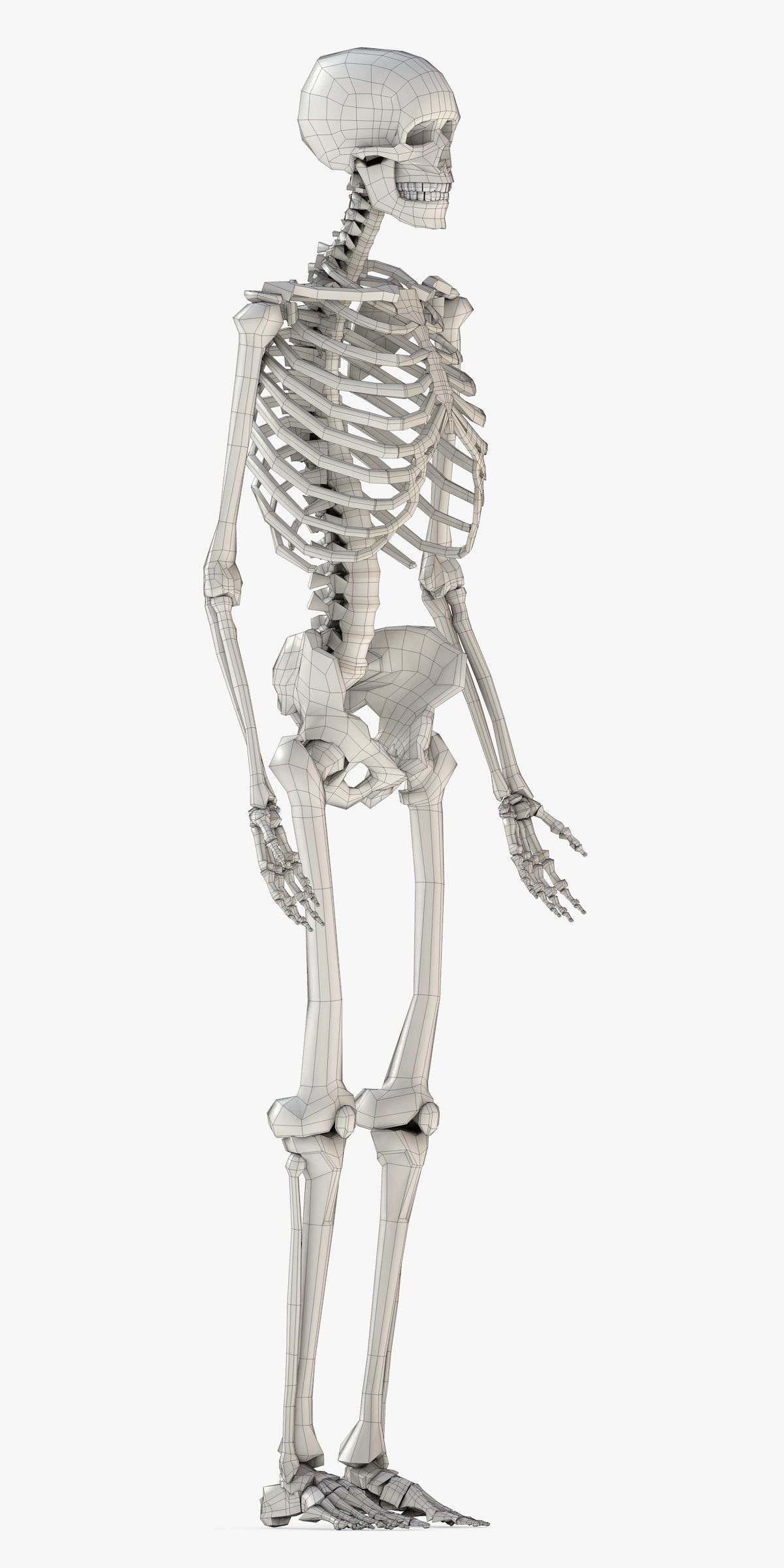 Human Skeleton Model 3d Low-poly 3D model_25