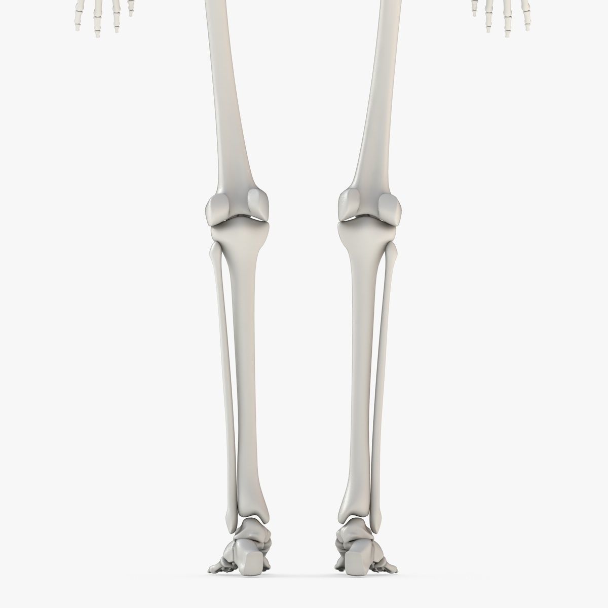 Human Skeleton Model 3d Low-poly 3D model_17