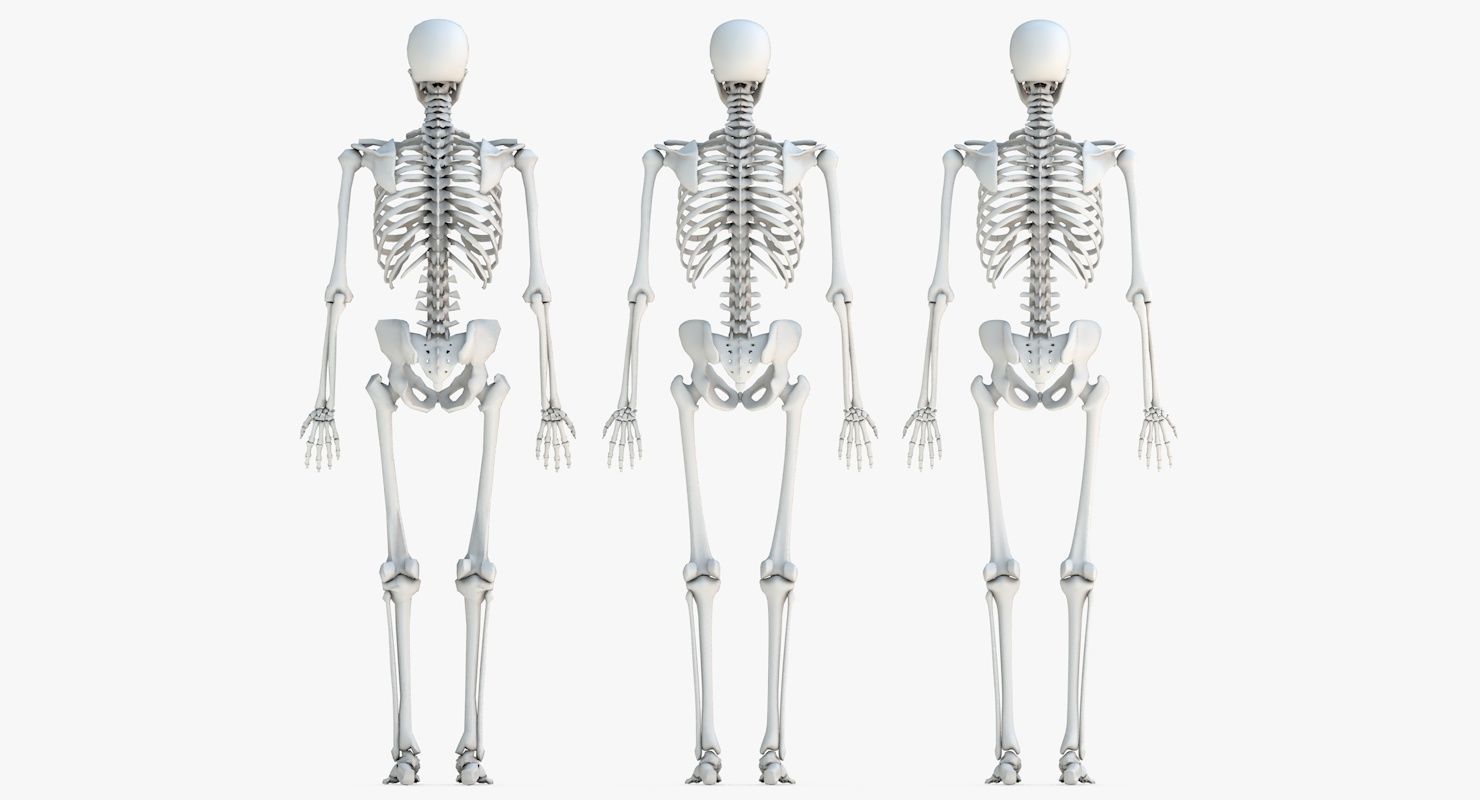 Human Skeleton Model 3d Low-poly 3D model_24