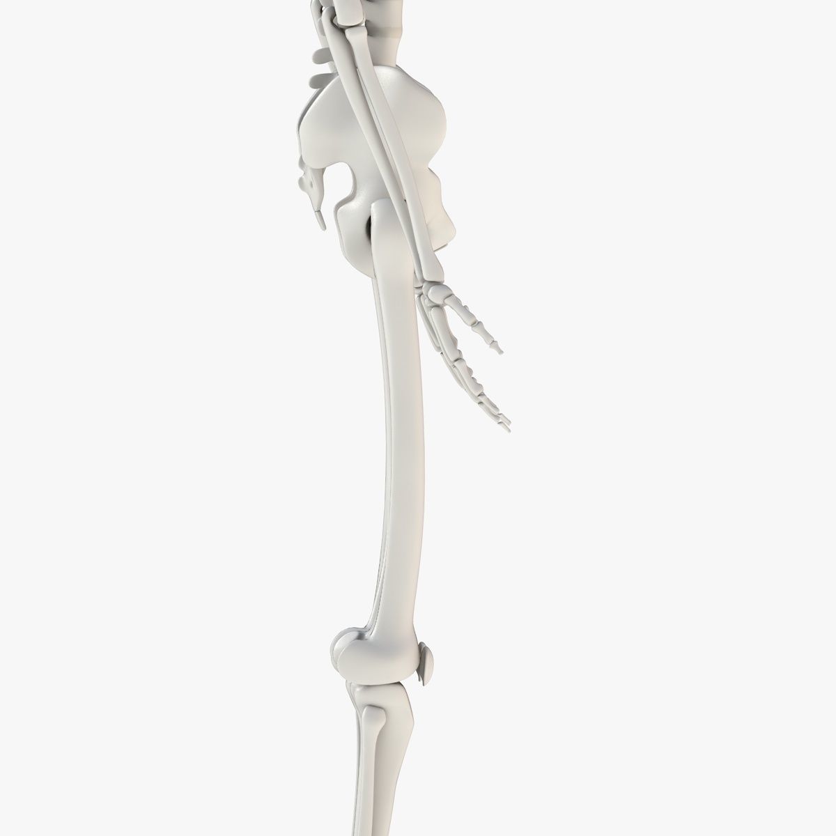 Human Skeleton Model 3d Low-poly 3D model_13
