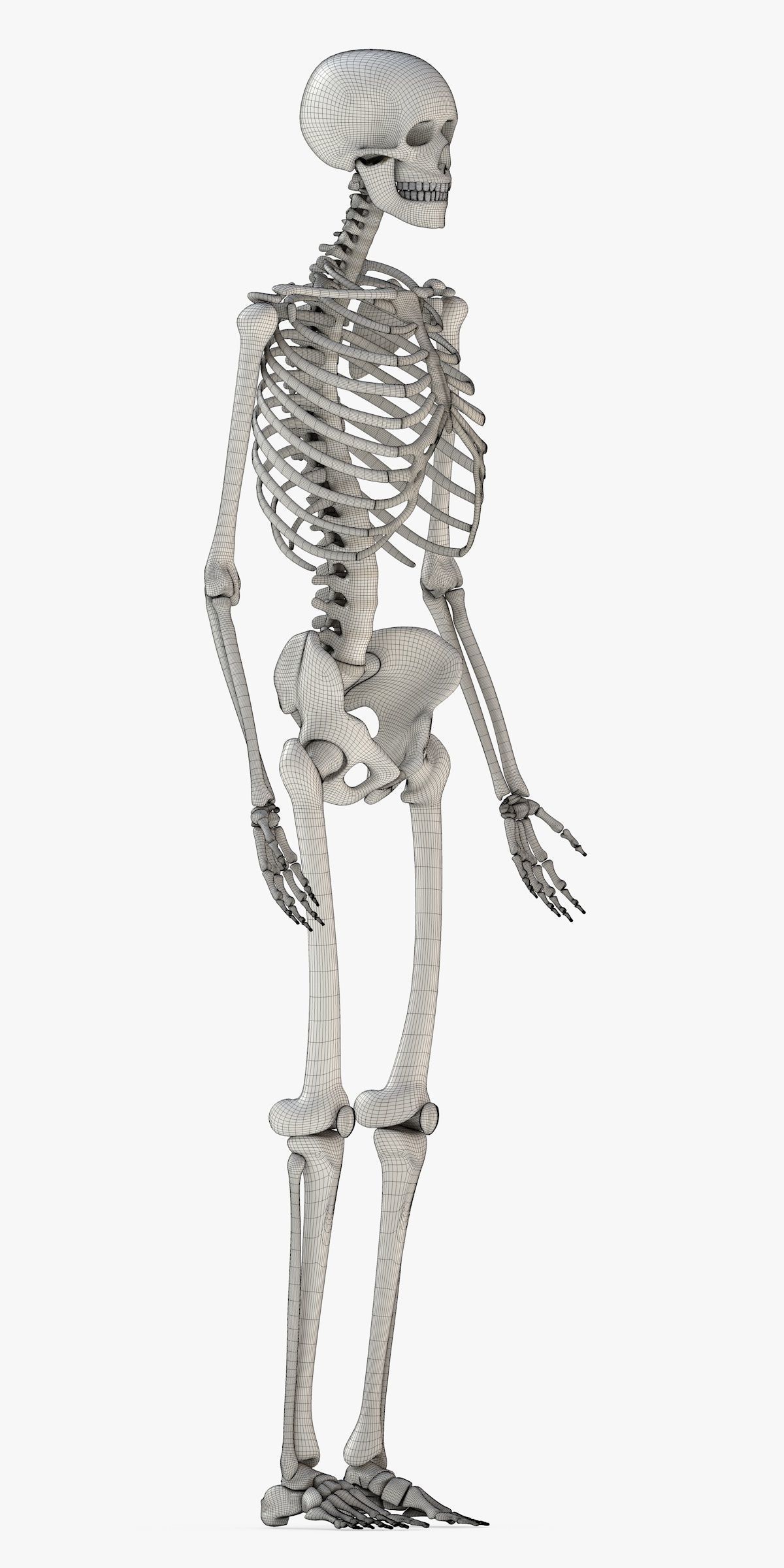 Human Skeleton Model 3d Low-poly 3D model_27