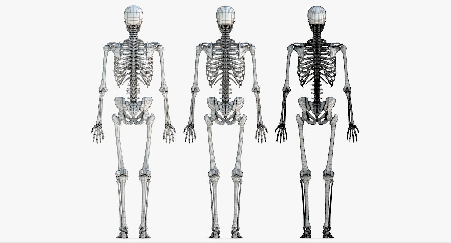 Human Skeleton Model 3d Low-poly 3D model_23