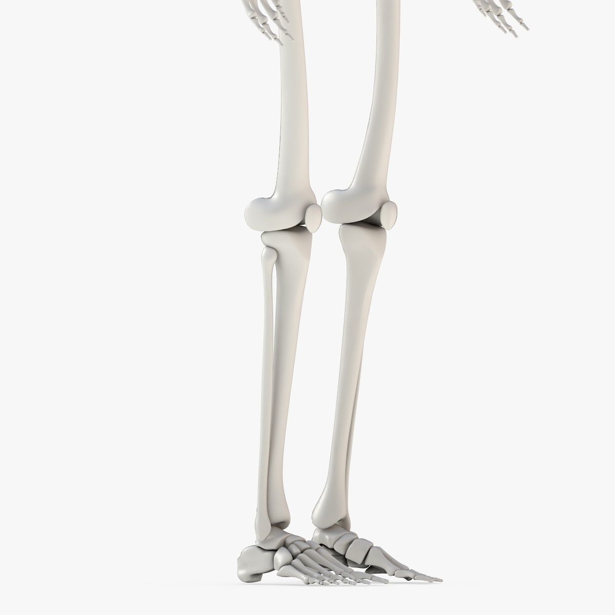 Human Skeleton Model 3d Low-poly 3D model_19