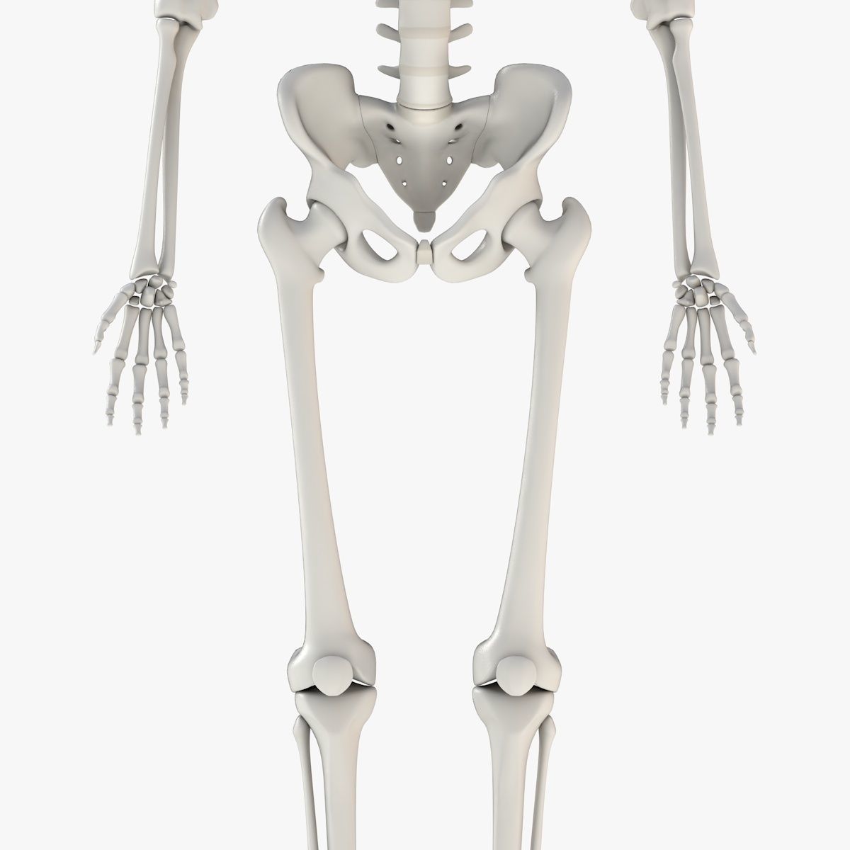 Human Skeleton Model 3d Low-poly 3D model_10