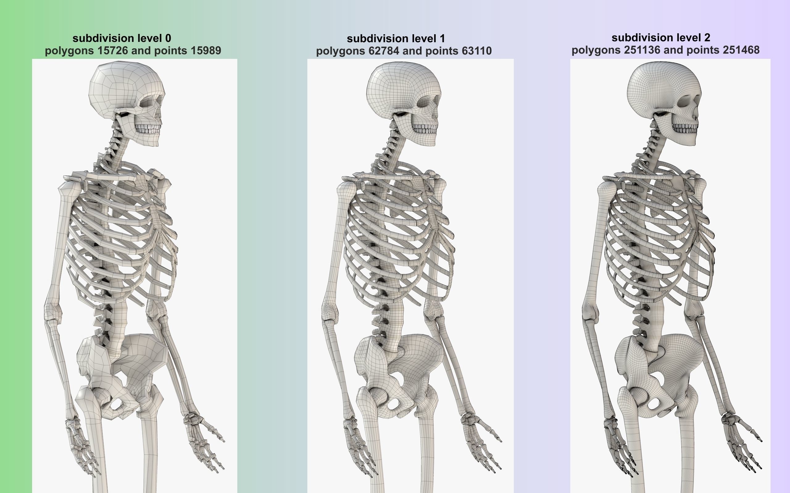 Human Skeleton Model 3d Low-poly 3D model_28