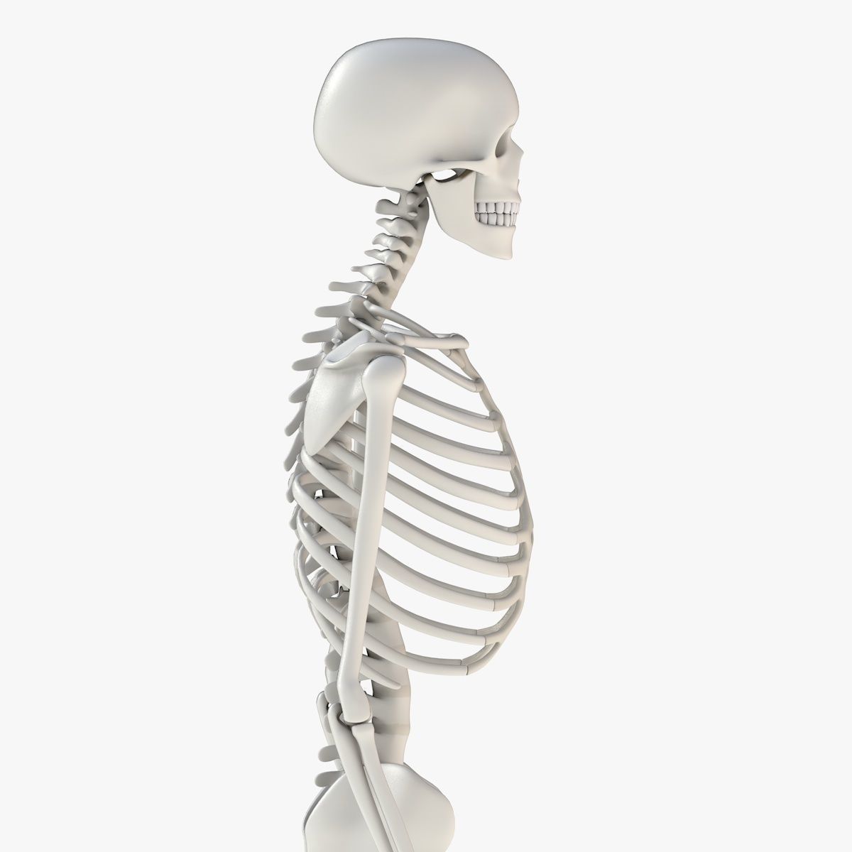 Human Skeleton Model 3d Low-poly 3D model_8