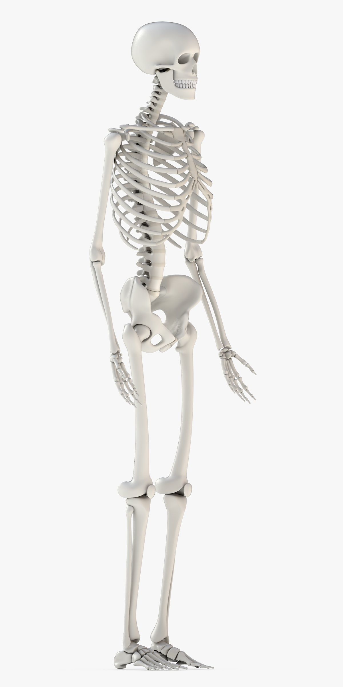 Human Skeleton Model 3d Low-poly 3D model_20