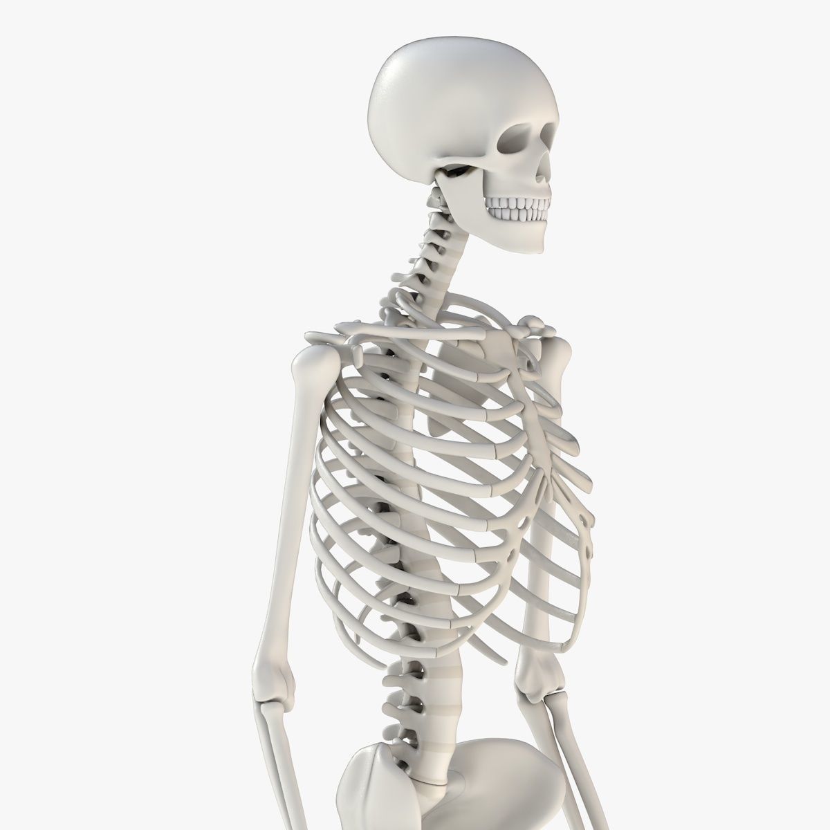 Human Skeleton Model 3d Low-poly 3D model_9