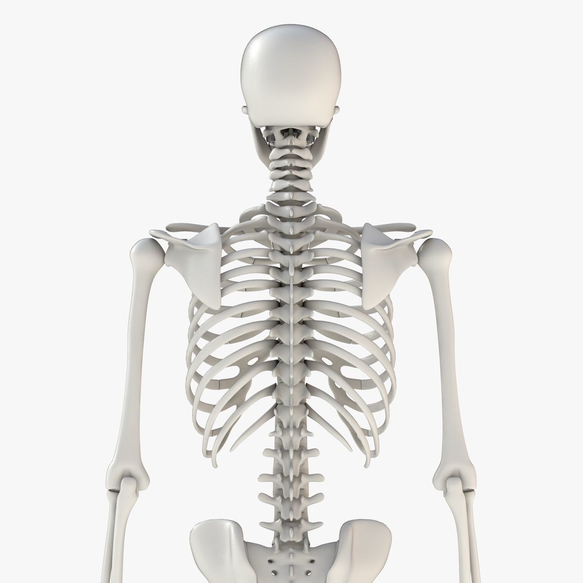 Human Skeleton Model 3d Low-poly 3D model_7