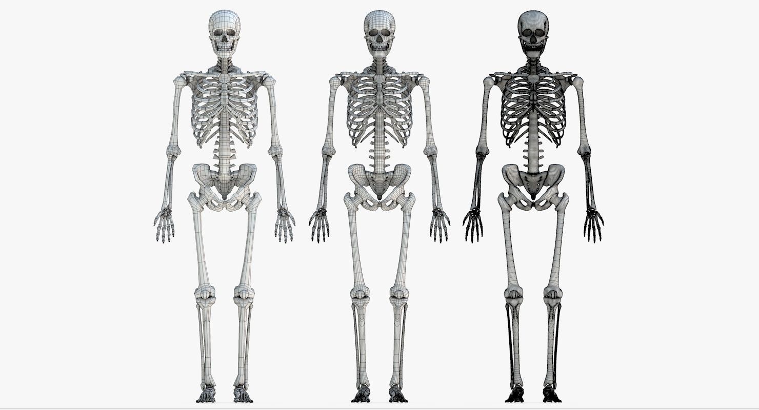 Human Skeleton Model 3d Low-poly 3D model_22