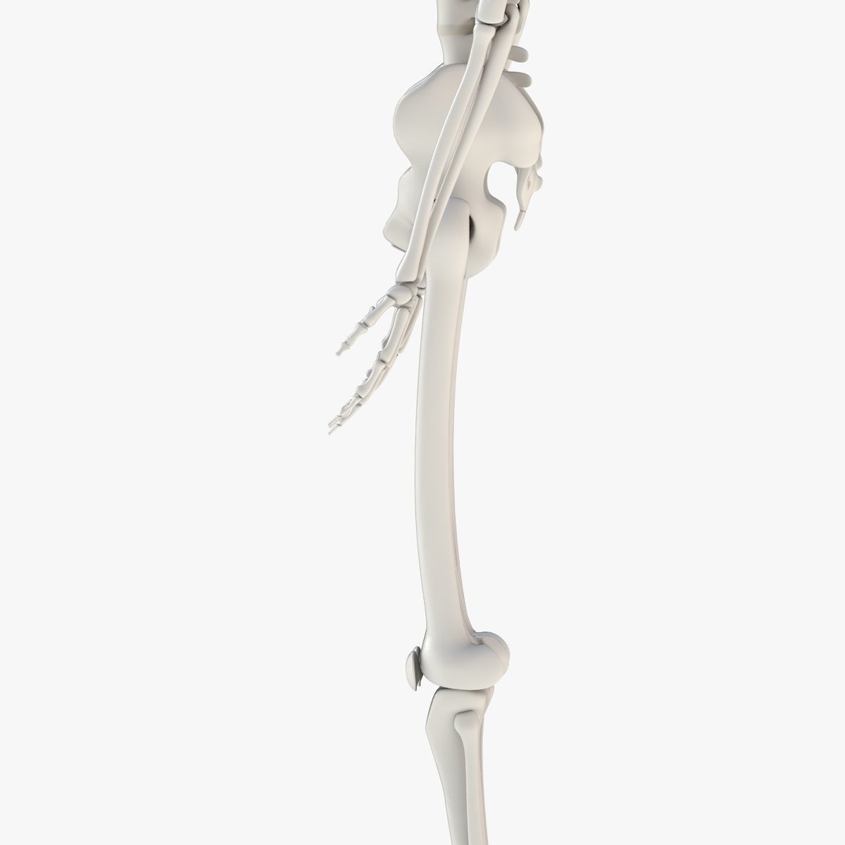 Human Skeleton Model 3d Low-poly 3D model_11