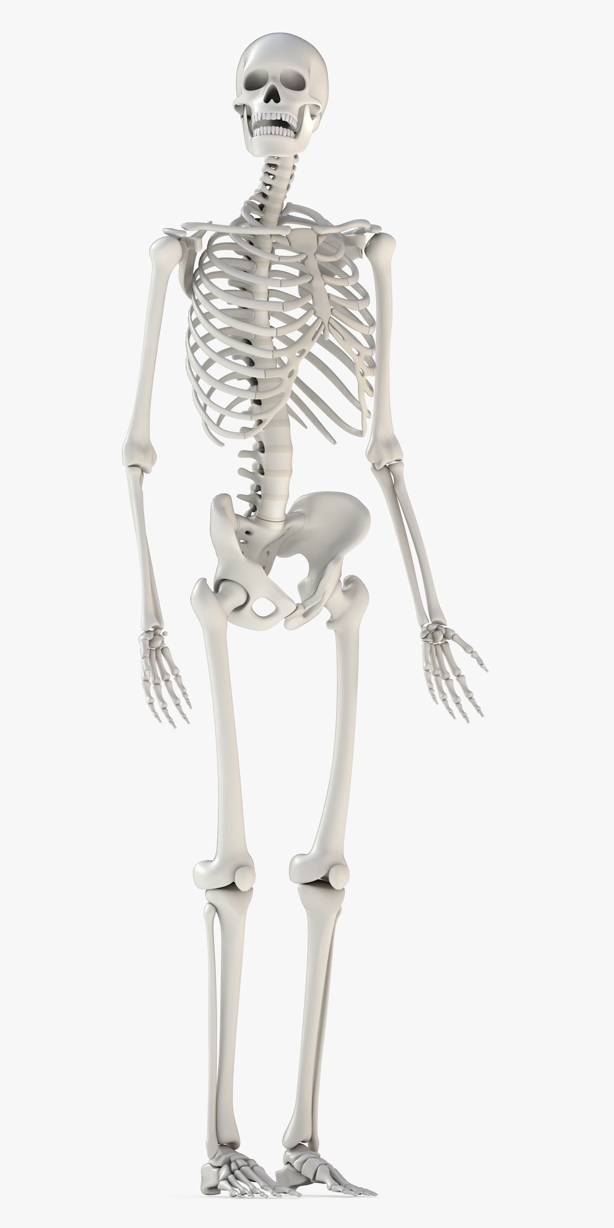 Human Skeleton Model 3d Low-poly 3D model_2