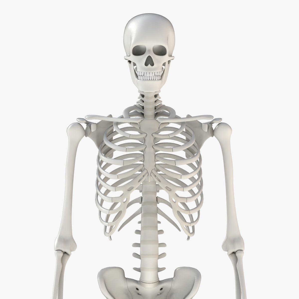 Human Skeleton Model 3d Low-poly 3D model_5