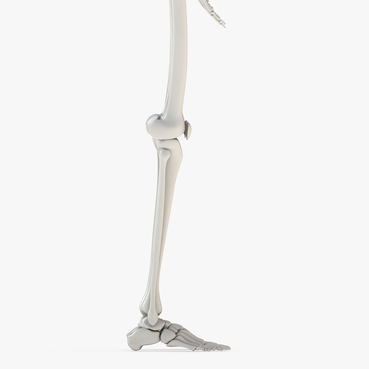 Human Skeleton Model 3d Low-poly 3D model_18