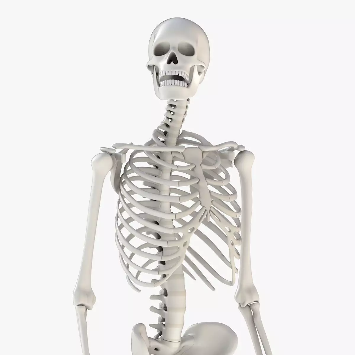 Human Skeleton Model 3d Low-poly 3D model_0