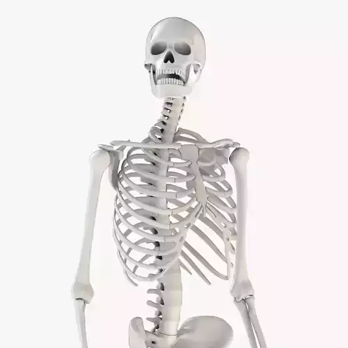 Human Skeleton Model 3d Low-poly 3D model