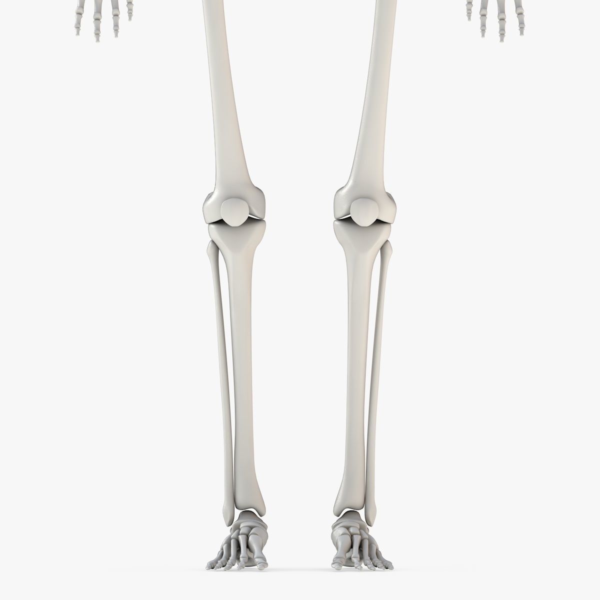 Human Skeleton Model 3d Low-poly 3D model_15