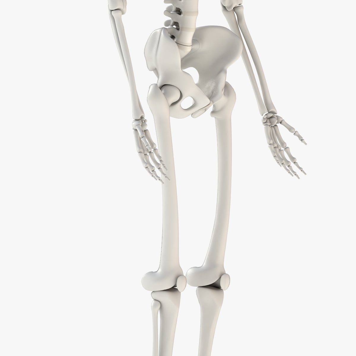 Human Skeleton Model 3d Low-poly 3D model_14