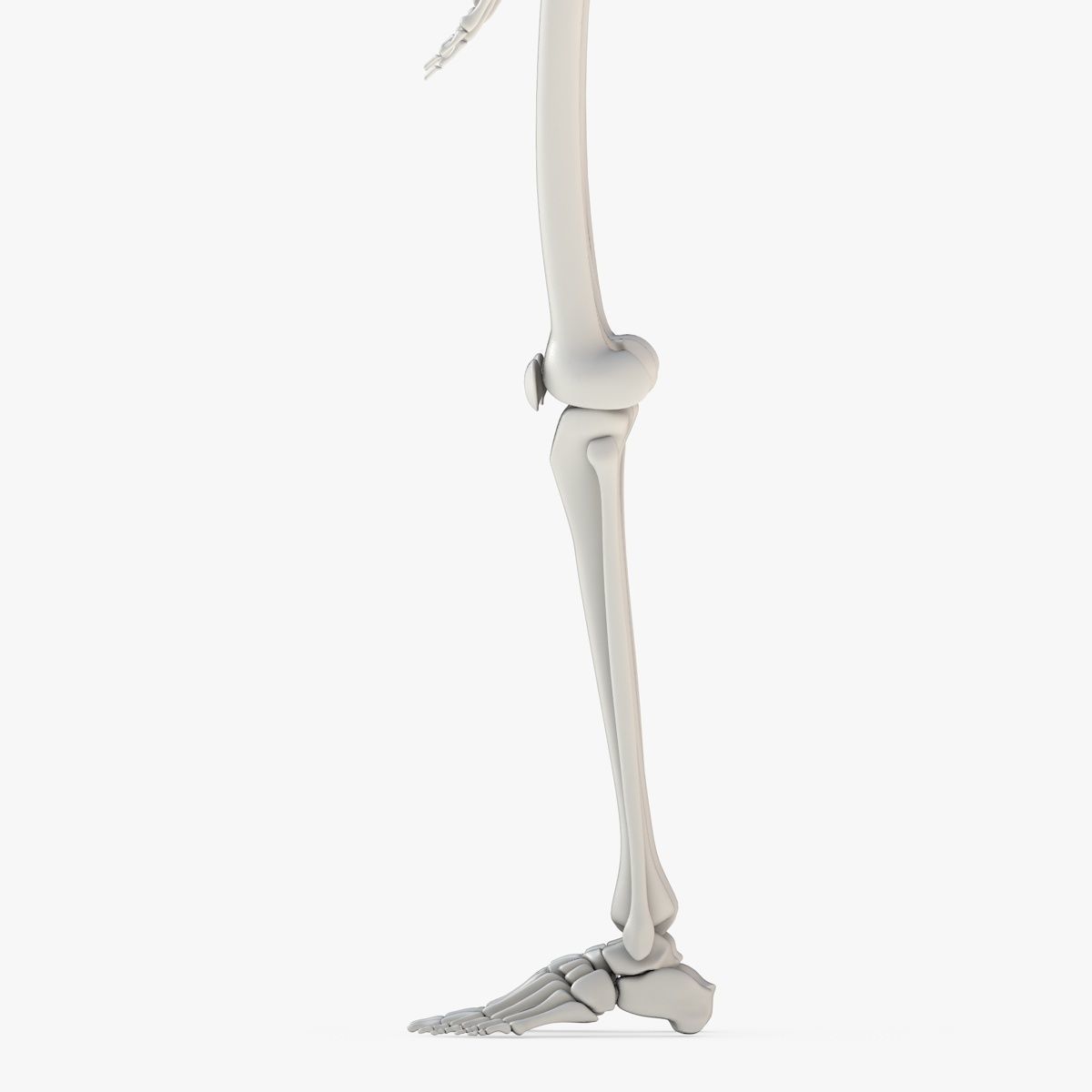 Human Skeleton Model 3d Low-poly 3D model_16