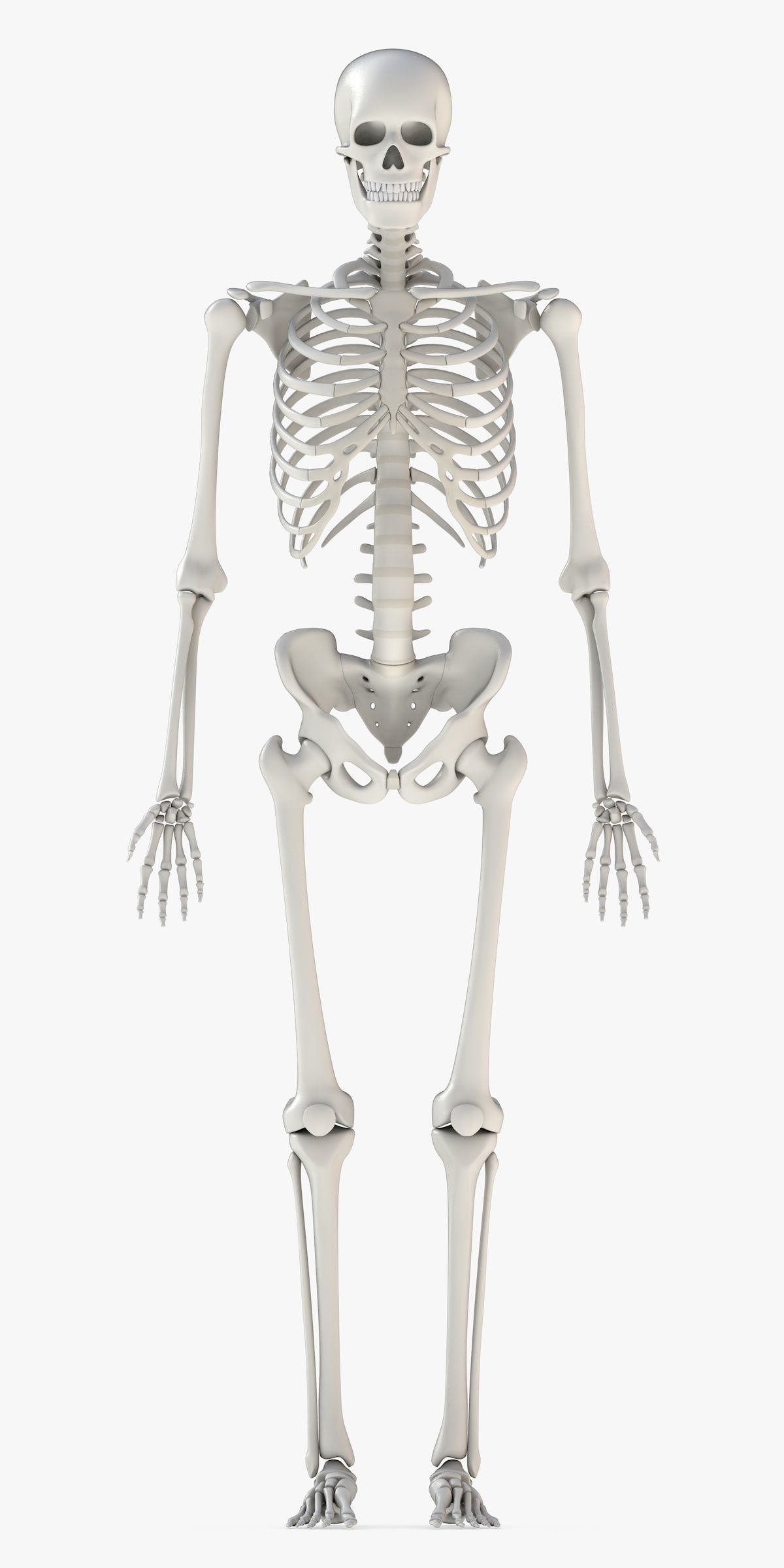 Human Skeleton Model 3d Low-poly 3D model_4