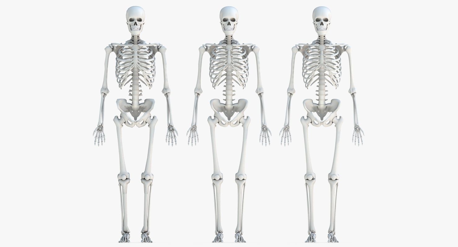 Human Skeleton Model 3d Low-poly 3D model_21