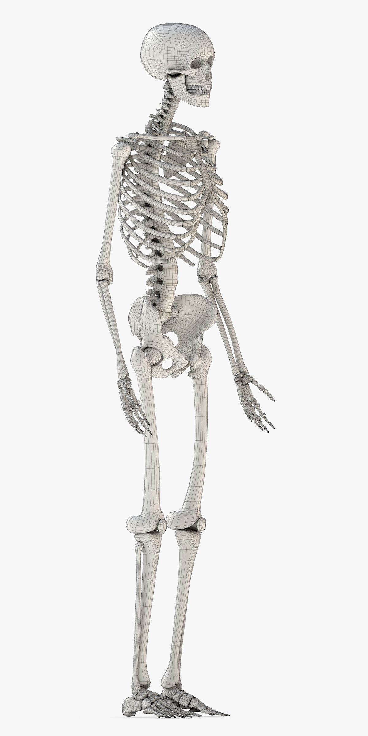 Human Skeleton Model 3d Low-poly 3D model_26