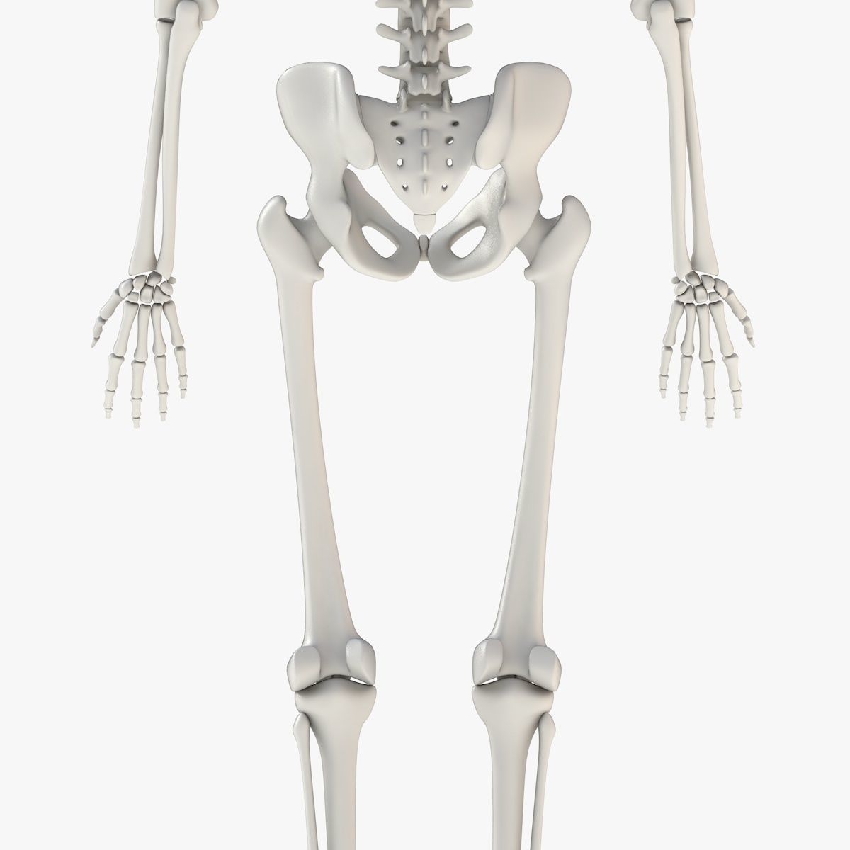 Human Skeleton Model 3d Low-poly 3D model_12