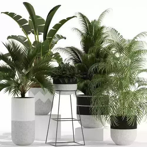Plants collection 110 3D model