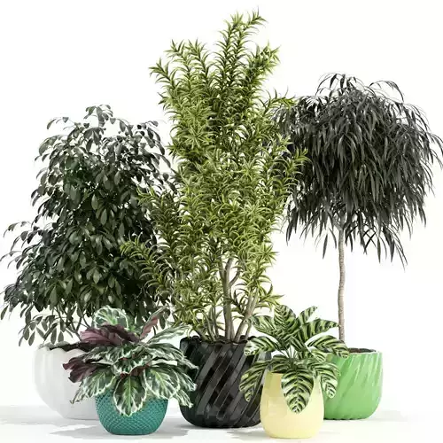 Plants collection 111 3D model
