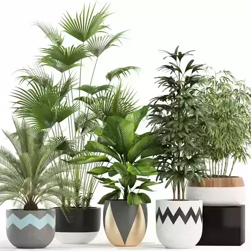 Plants collection 113 3D model