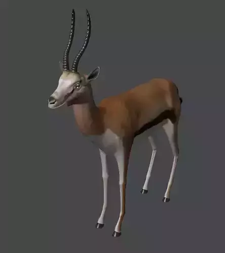 Gazelle antelope with long horns