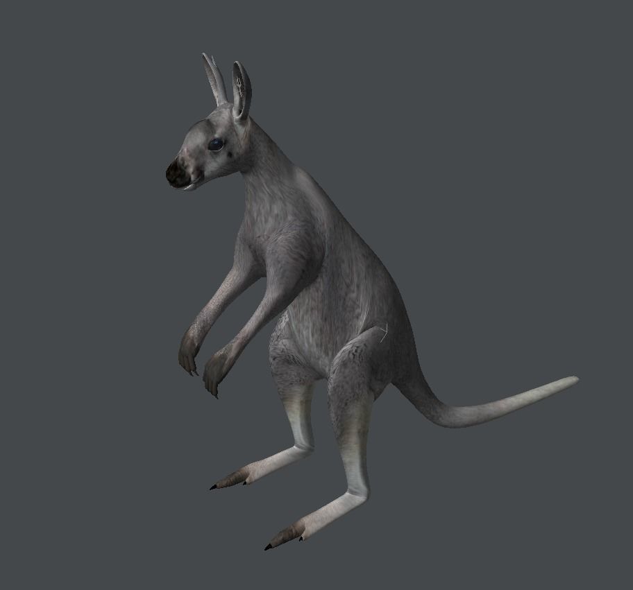 Grey Kangaroo 3D model_1