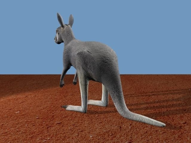 Grey Kangaroo 3D model_4
