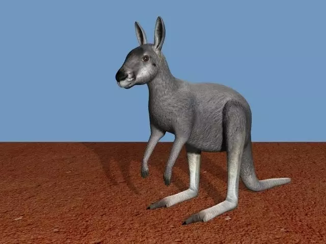 Grey Kangaroo 3D model_0