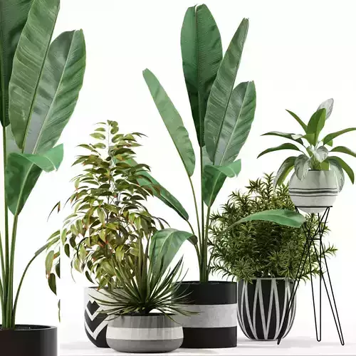 Plants collection 114 3D model