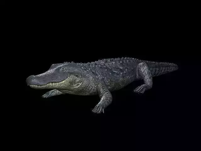Alligator