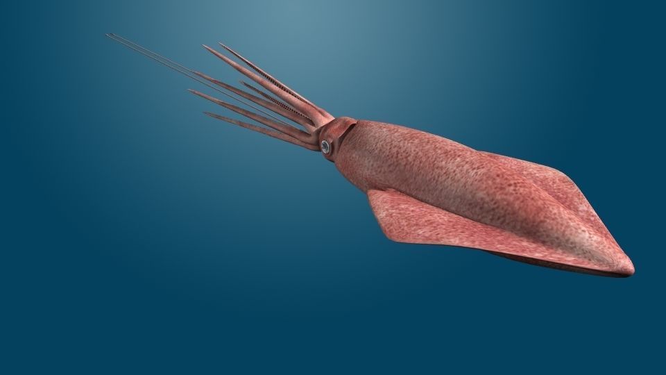 Giant Squid 3D model_1
