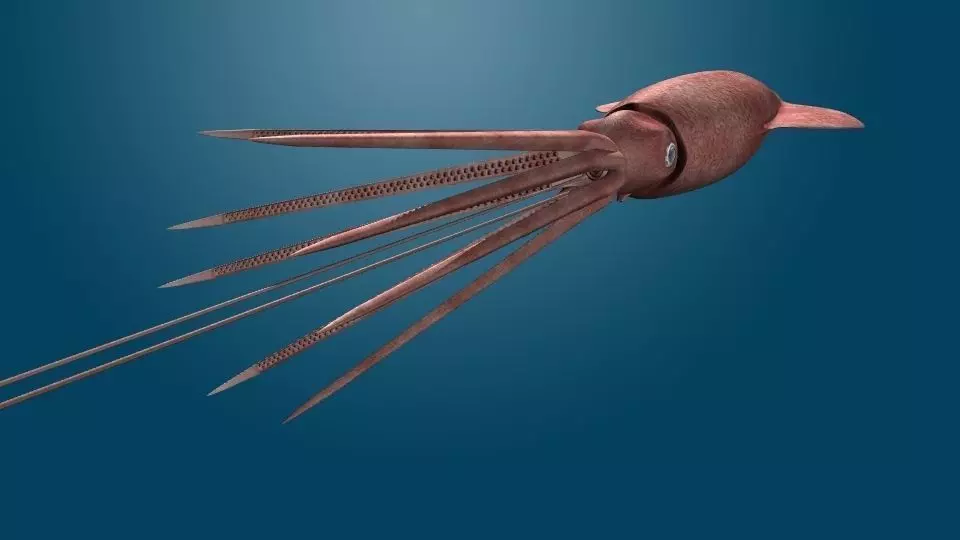 Giant Squid 3D model_0