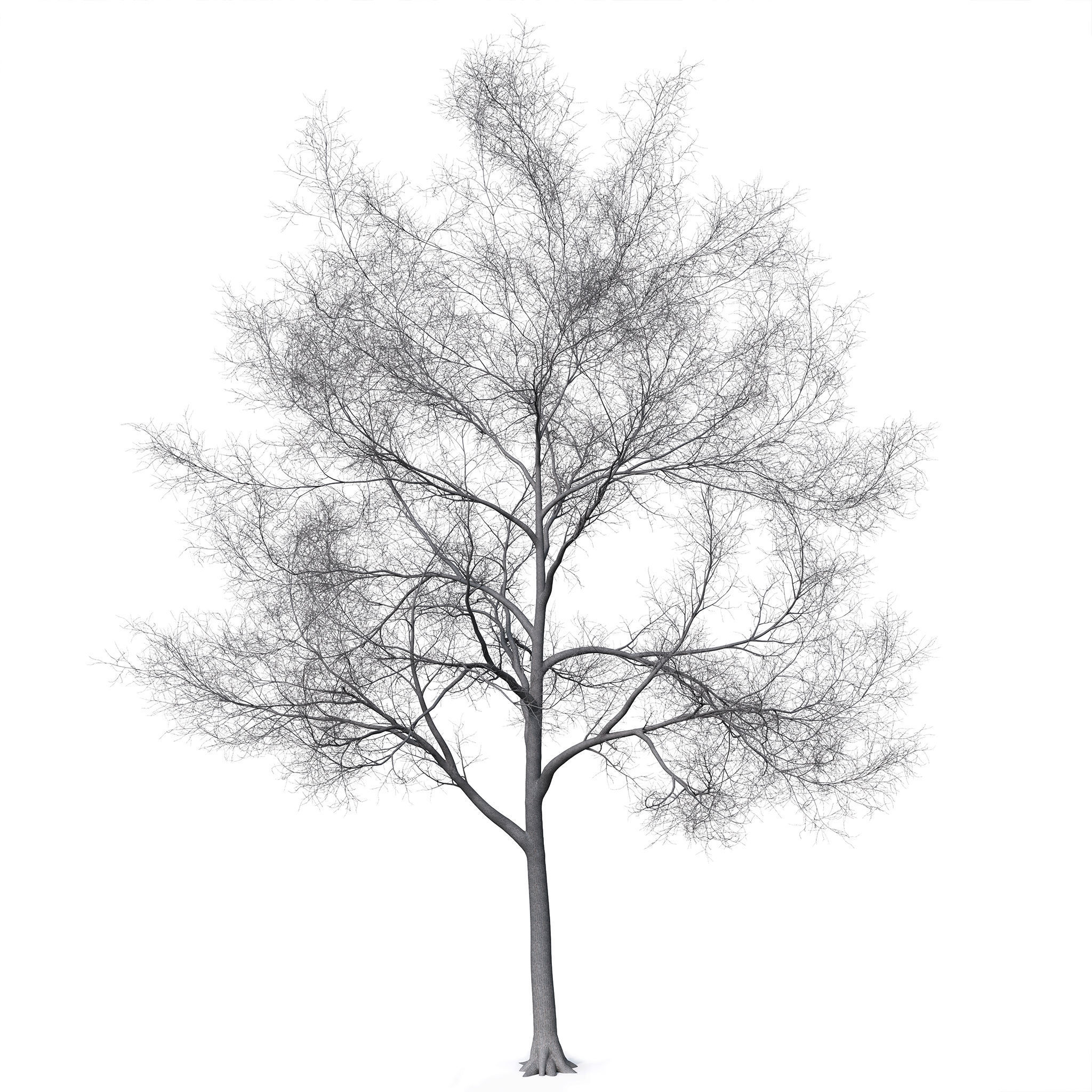Tree without leaves 3D model_1